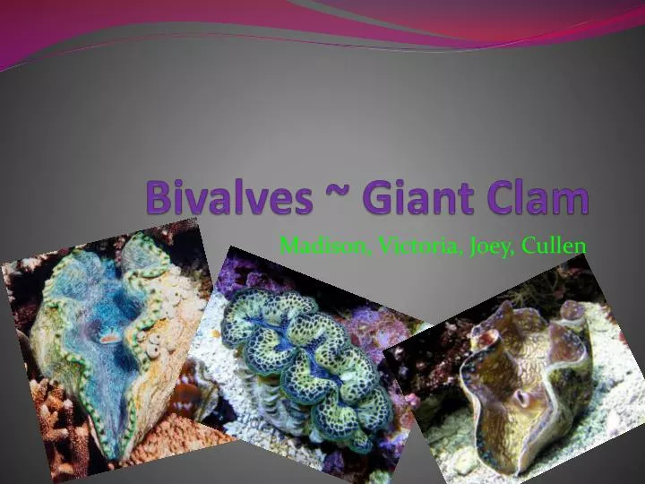 bivalves giant clam