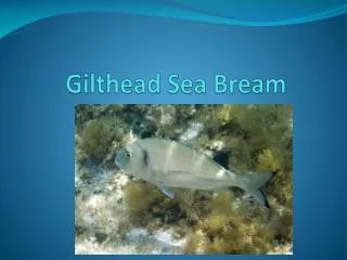 Gilthead Sea Bream