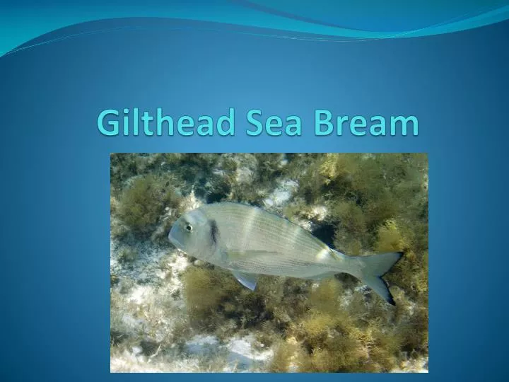 gilthead sea bream