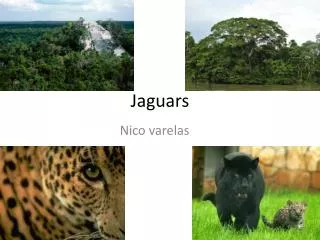 Jaguars