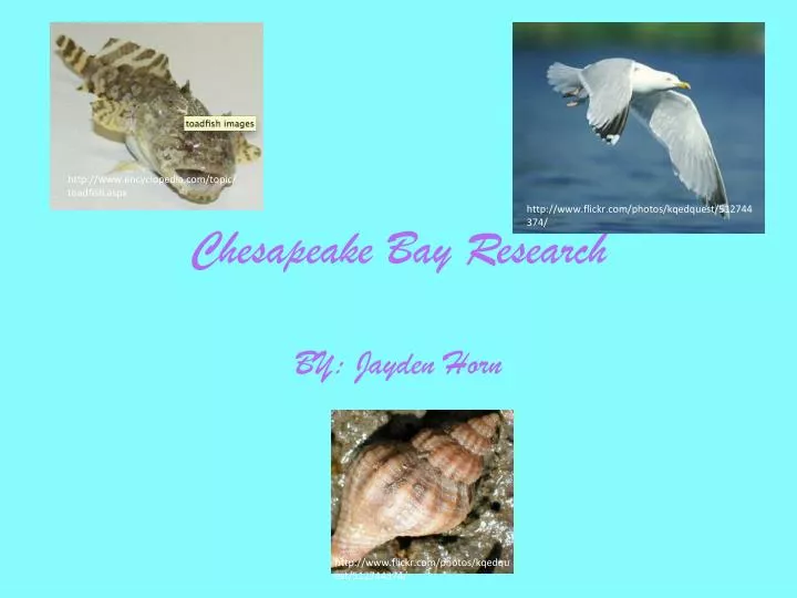 chesapeake bay research