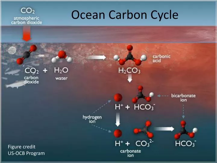 ocean carbon cycle