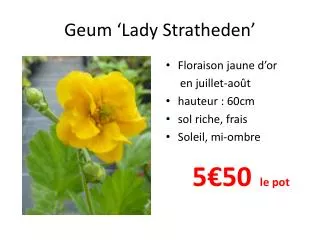 geum lady stratheden