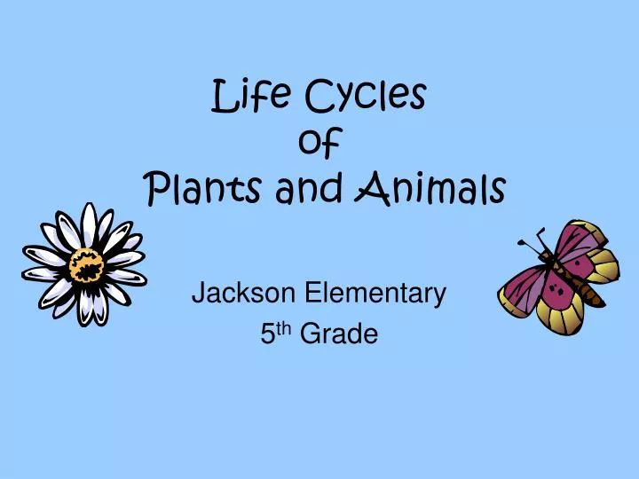 life cycles of plants and animals