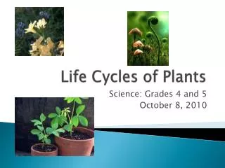 life cycles of plants