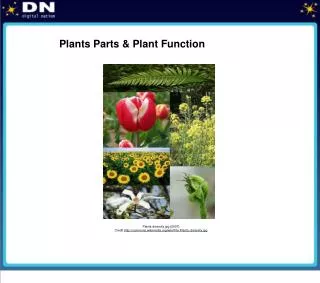 Plants Parts &amp; Plant Function