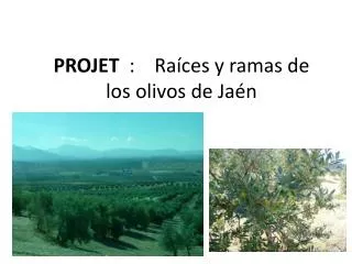 projet ra ces y ramas de los olivos de ja n