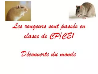 les rongeurs sont pass s en classe de cp ce1