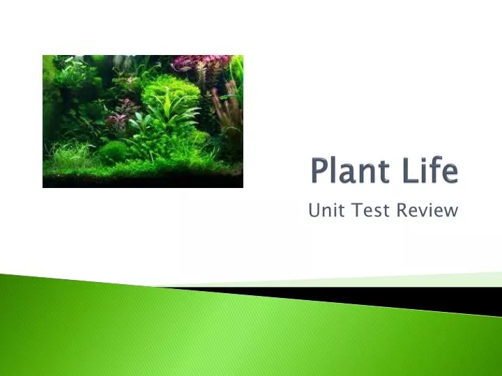plant life