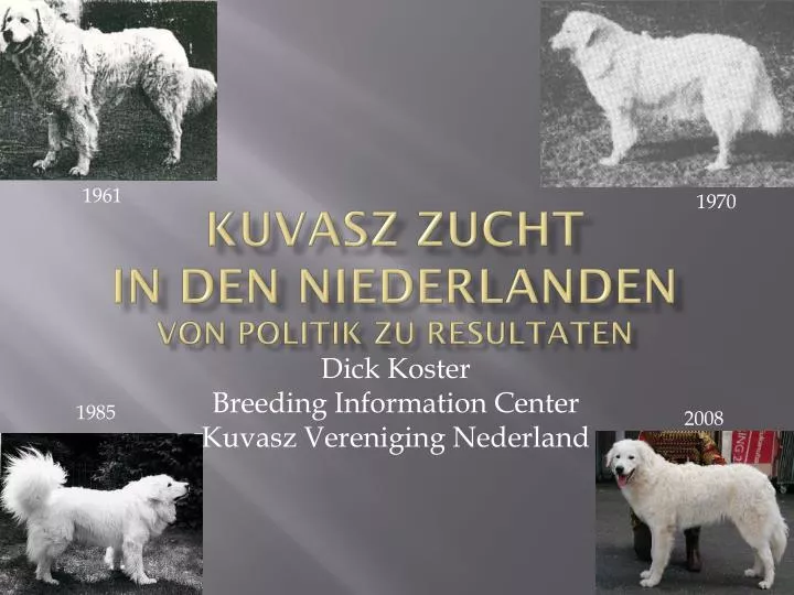 kuvasz zucht in den niederlanden von politik zu resultaten