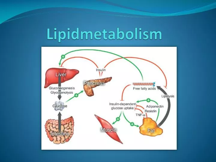 lipidmetabolism