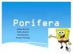 Porifera - slide 1