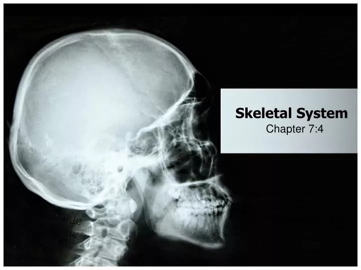 PPT - Skeletal System PowerPoint Presentation, free download - ID:2148189
