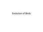 Evolution of Birds - slide 1