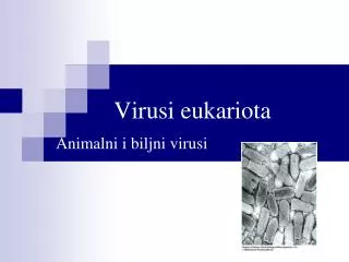 Virusi eukariota