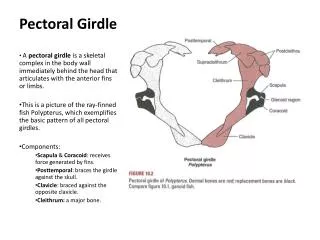 Pectoral Girdle