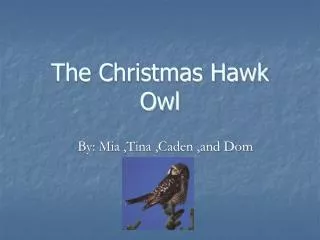 The Christmas Hawk Owl