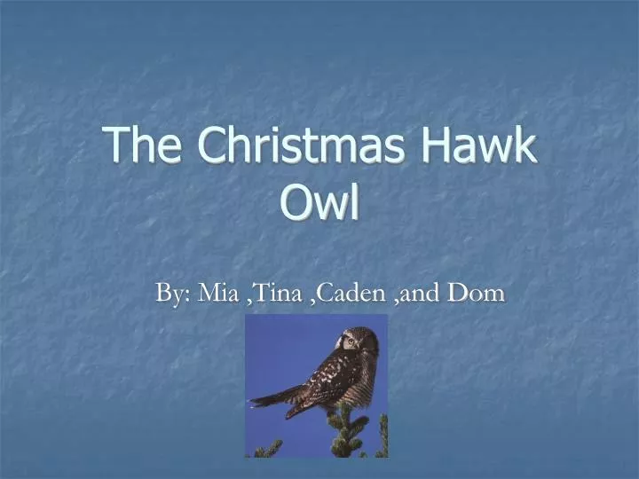 the christmas hawk owl
