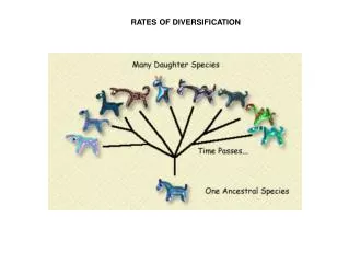 RATES OF DIVERSIFICATION