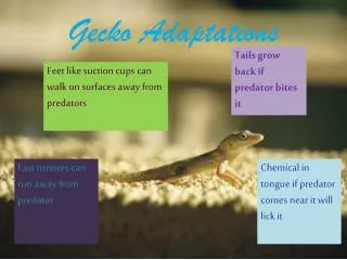 Gecko Adaptations