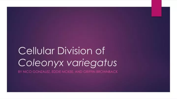 cellular division of coleonyx variegatus