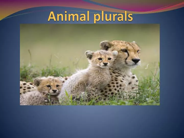 animal plurals