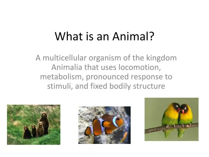 what is an animal