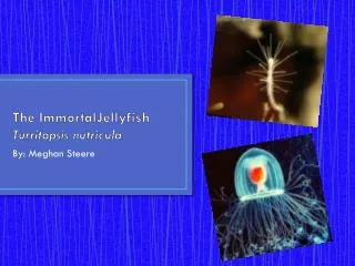 The ImmortalJellyfish Turritopsis nutricula