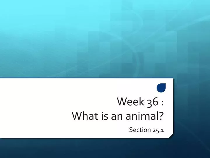 week 36 what is an animal