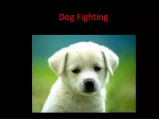 Dog Fighting