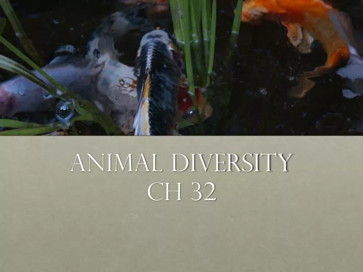 animal diversity ch 32