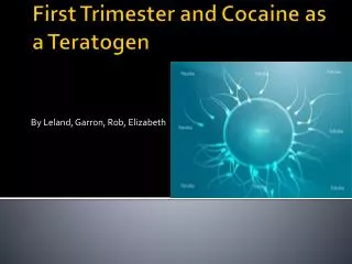 First Trimester and Cocaine as a Teratogen