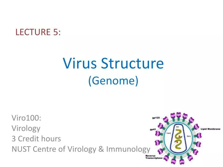virus structure genome