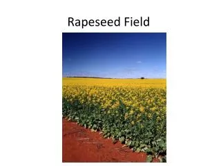 Rapeseed Field
