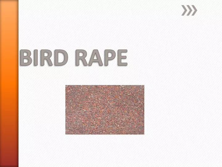 bird rape