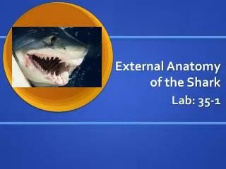 External Anatomy of the Shark