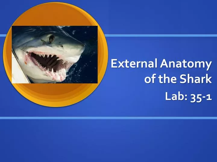 external anatomy of the shark