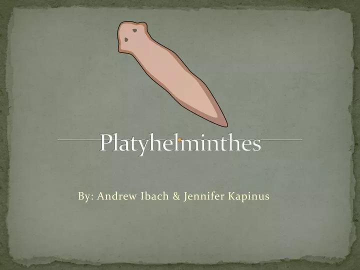 platyhelminthes