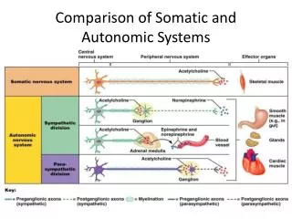 Comparison of Somatic and Autonomic Systems