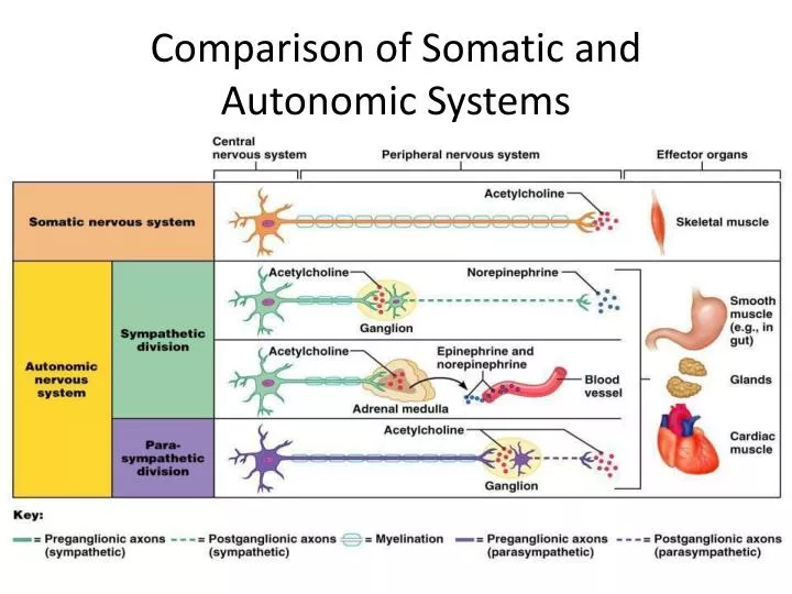 comparison of somatic and autonomic systems