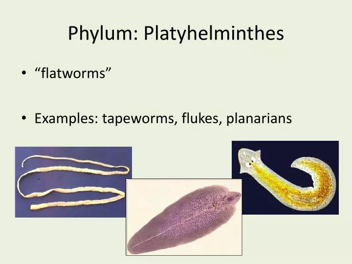 phylum platyhelminthes