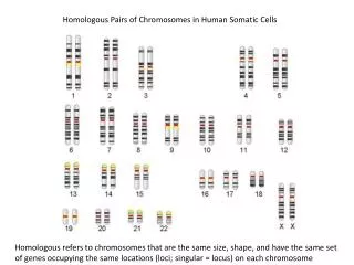 Homologous Pairs of Chromosomes in Human Somatic Cells