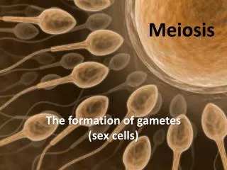 Meiosis