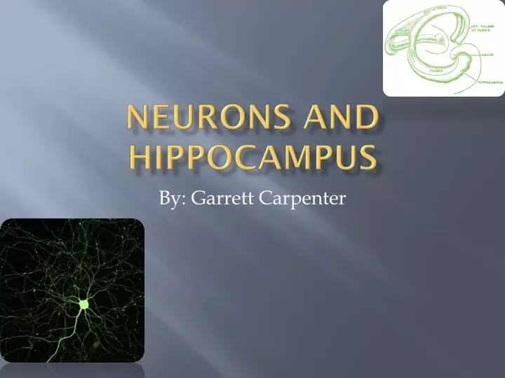 neurons and hippocampus