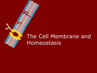 The Cell Membrane and Homeostasis
