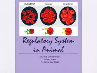 Regulatory System in Animal