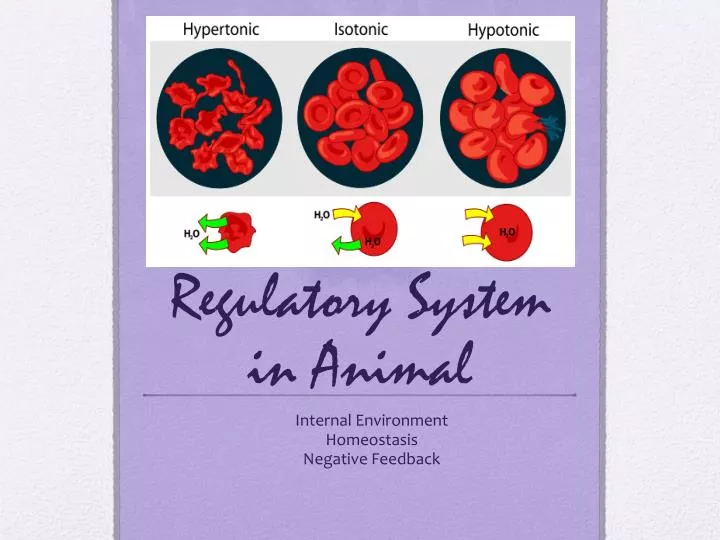 regulatory system in animal