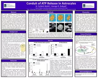 Conduit of ATP Release in Astrocytes