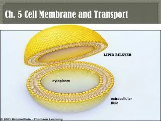 Ch. 5 Cell Membrane and Transport