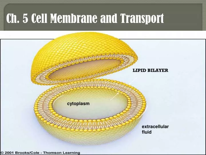 ch 5 cell membrane and transport
